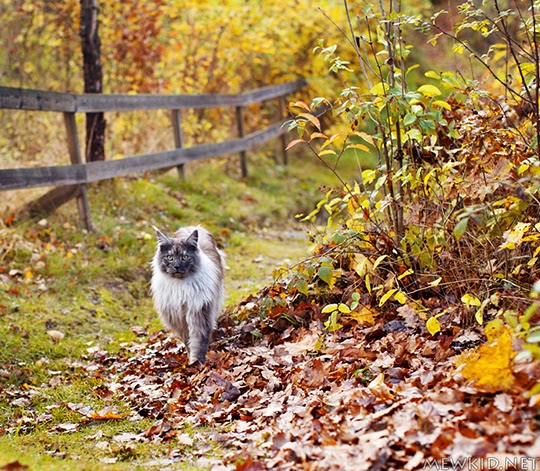 cat with autumn leaves