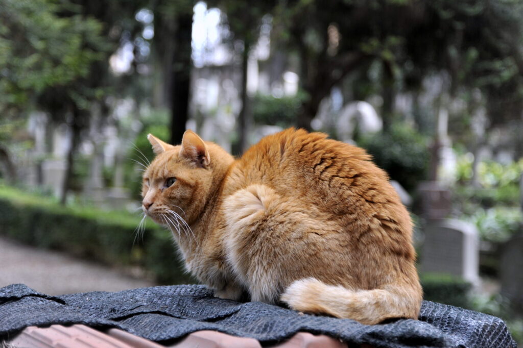 Cimitero Acattolico di Roma