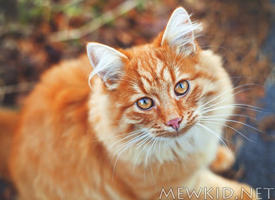 ginger cat autumn
