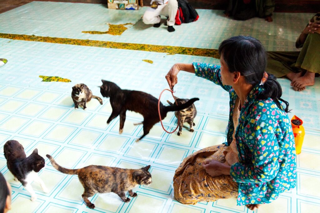 Jumping Cat Monastery on Inle Lake