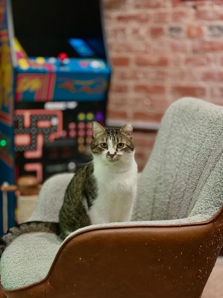 Kingsport cat cafe