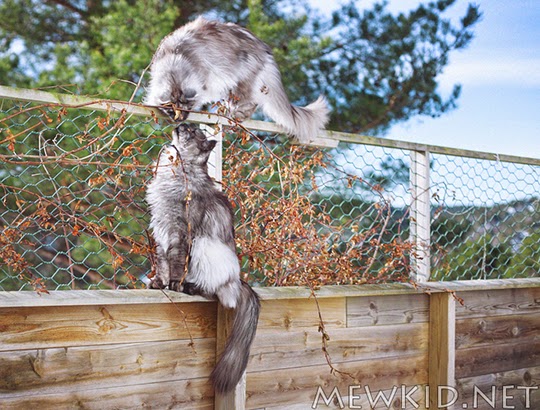kissing cats