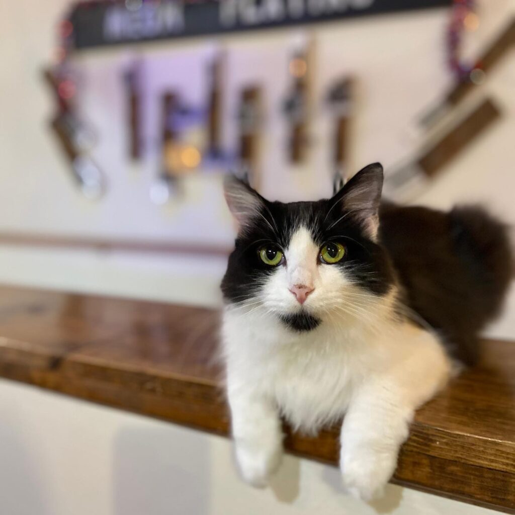 fluffy black and white kitty at the Mewsic Cat Cafe in Nashville, Tennessee