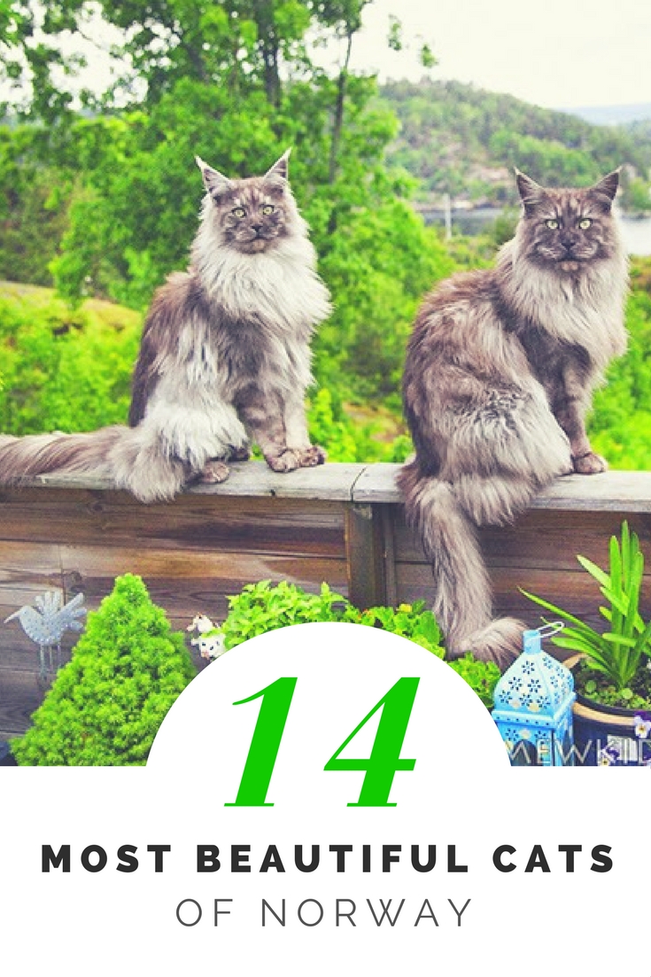 most beautiful cats of norway