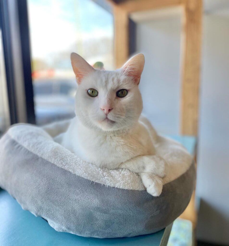 Naughty Cat Cafe