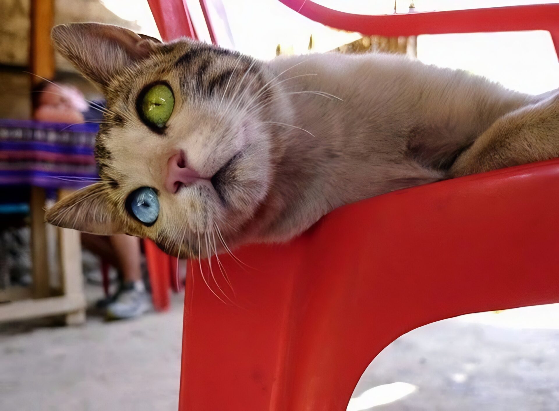 odd-eyed cat