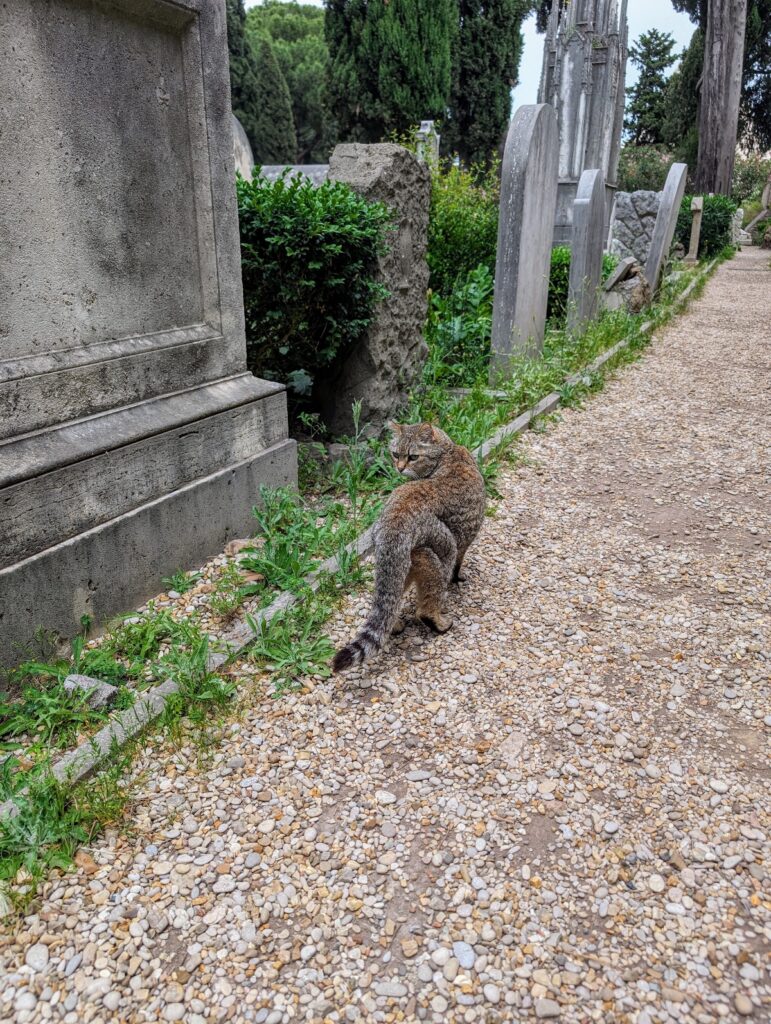 Rome Protestant Cemetery cat