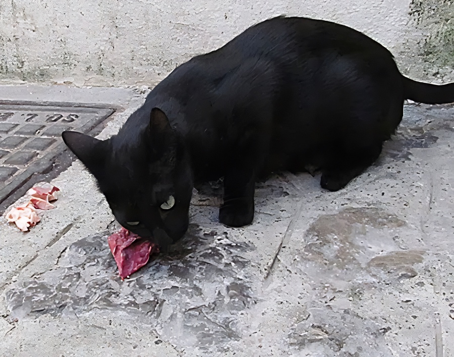 black cat eating charcuterie in Ravello Italy