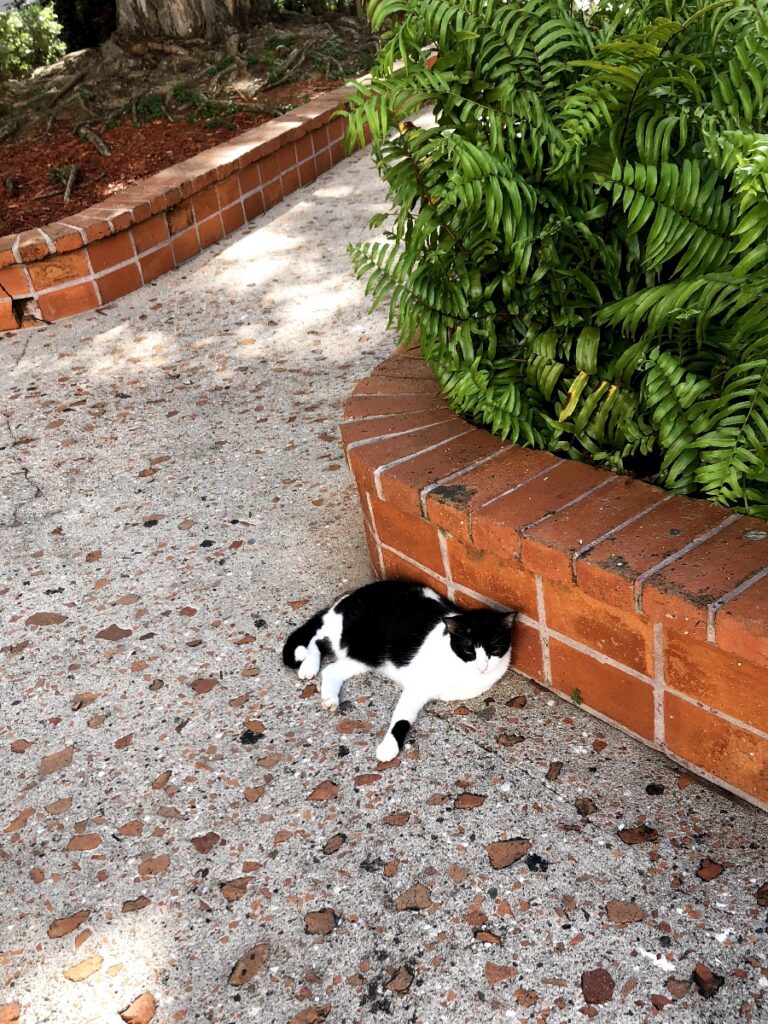 cat in Old San Juan