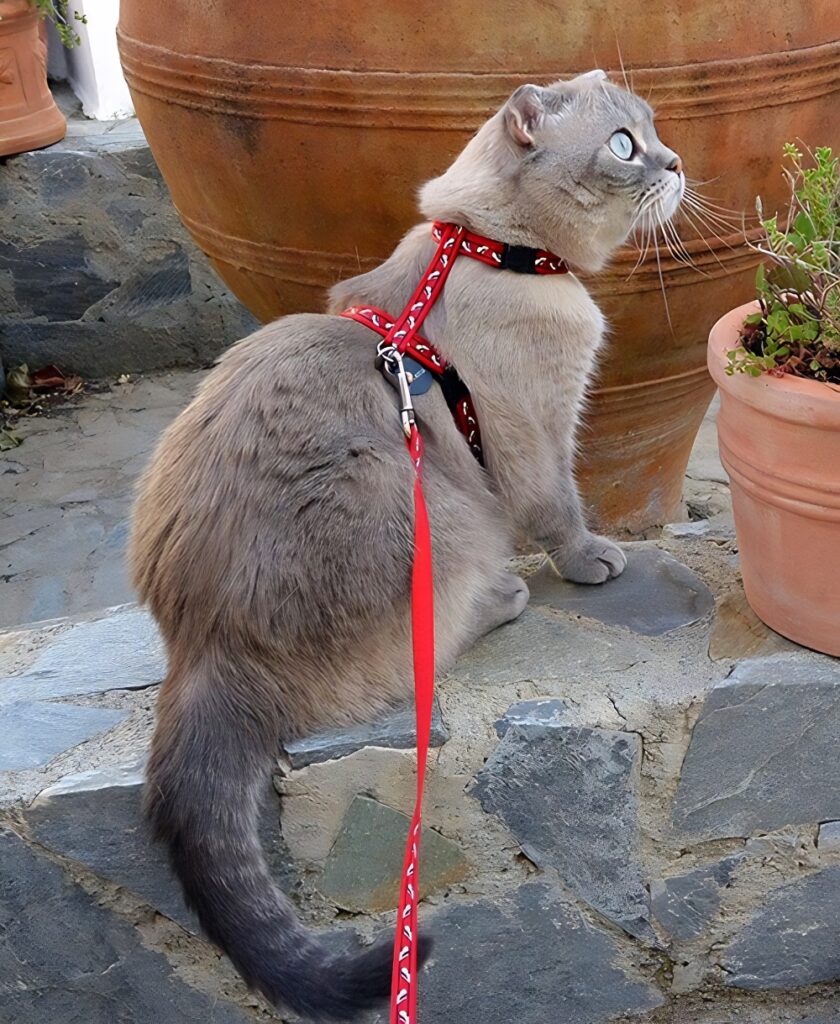 Eirwena the cat in Petrokefalo Crete