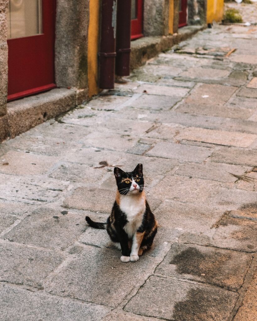 cat in Porto