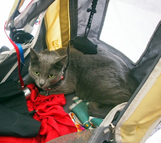 cat in stroller