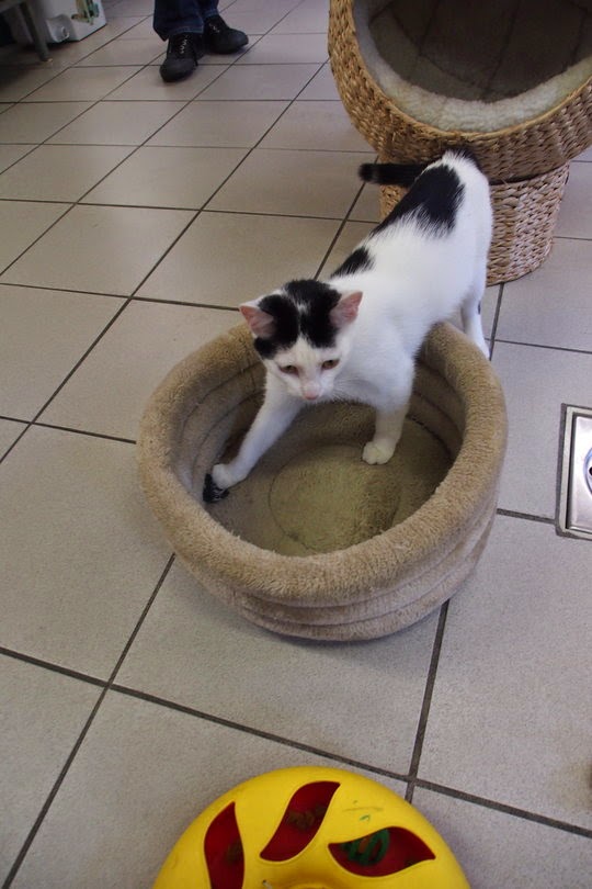 cat boat