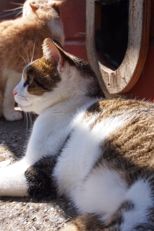 Cat Boat Amsterdam Singel