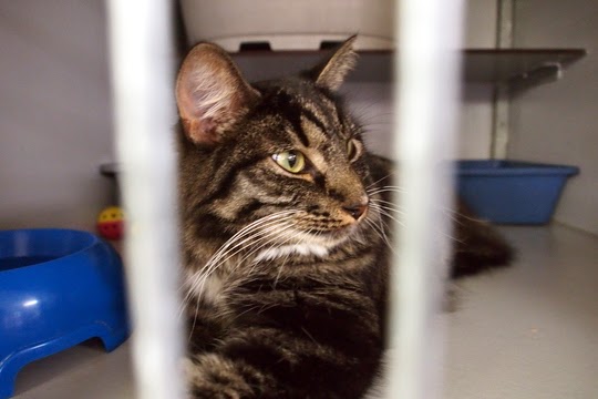 cat sanctuary amsterdam