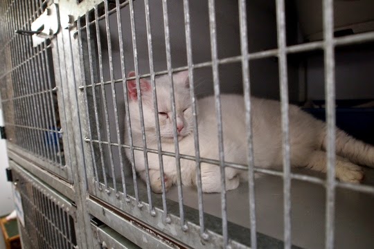 cat shelter Amsterdam