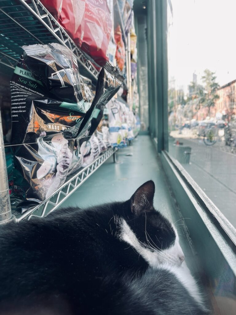 bodega cat in Clinton Hill Brooklyn New York
