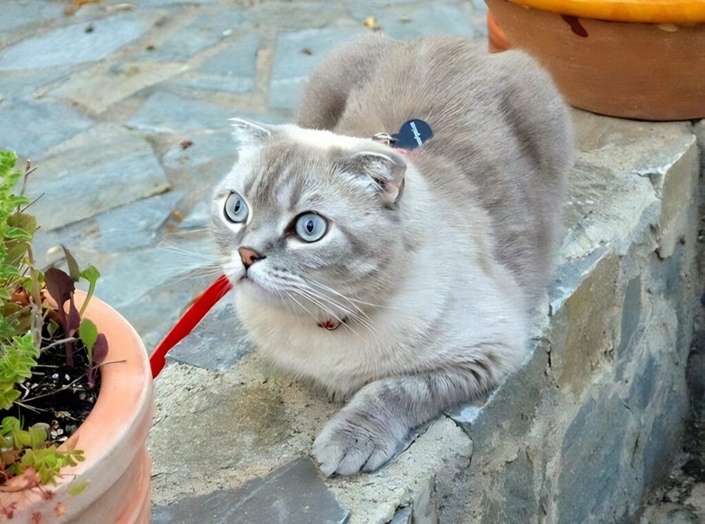 Eirwena the cat in Petrokefalo