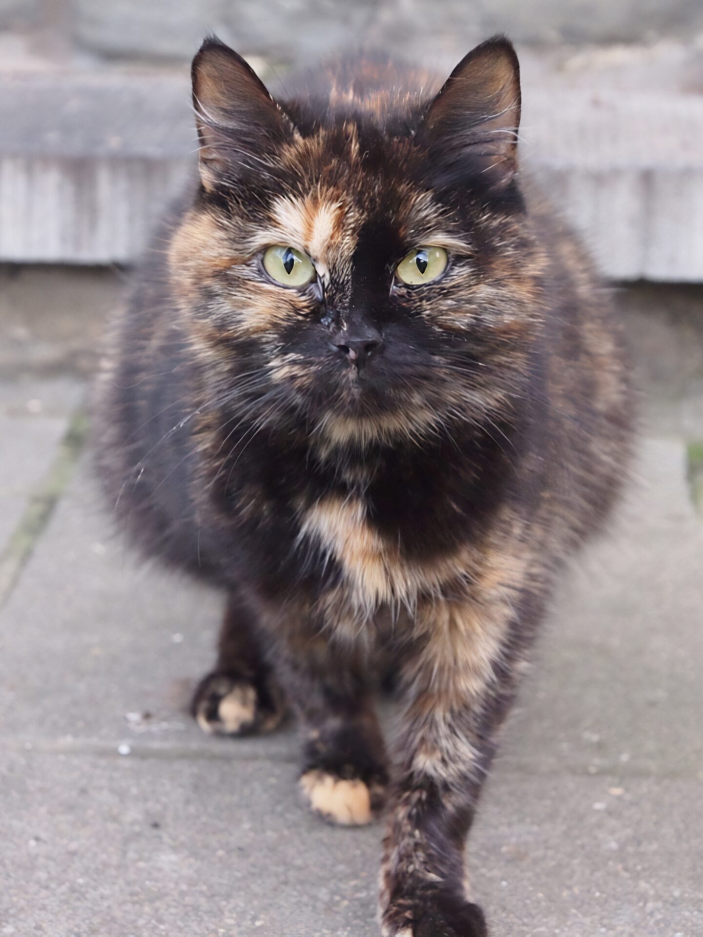 cat in Evere Belgium