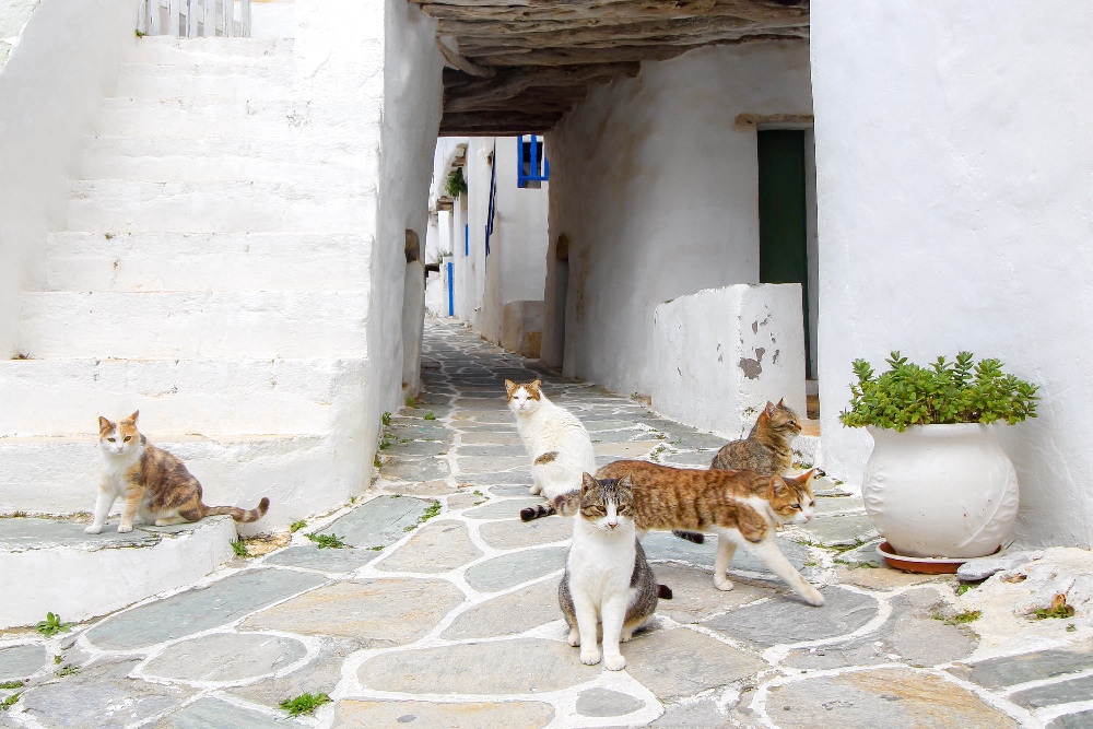 Folegandros cats