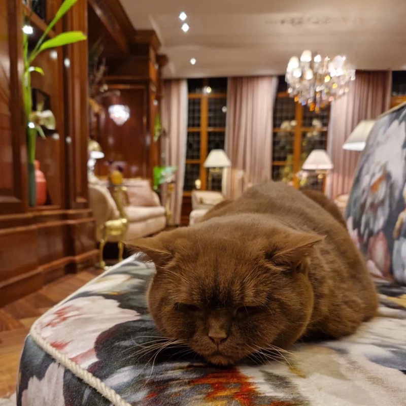 Amsterdam Hotel Estherea cat