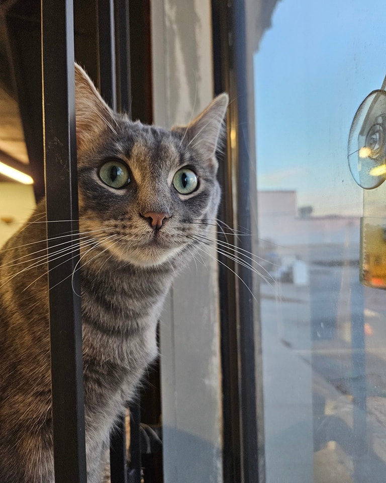 Second Cup Cat Café in Olathe