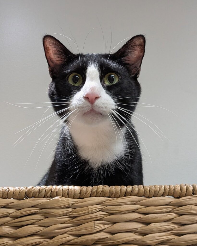 Snick's Cat Café in Wichita
