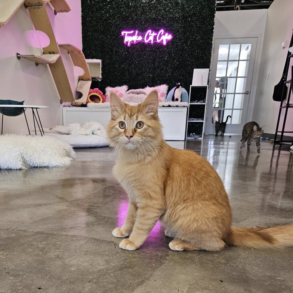 Topeka Cat Café