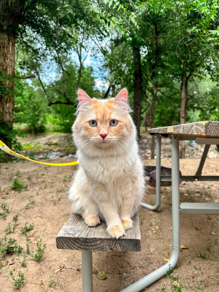 Siberian Forest Cat named Moshie in Loveland Colorado