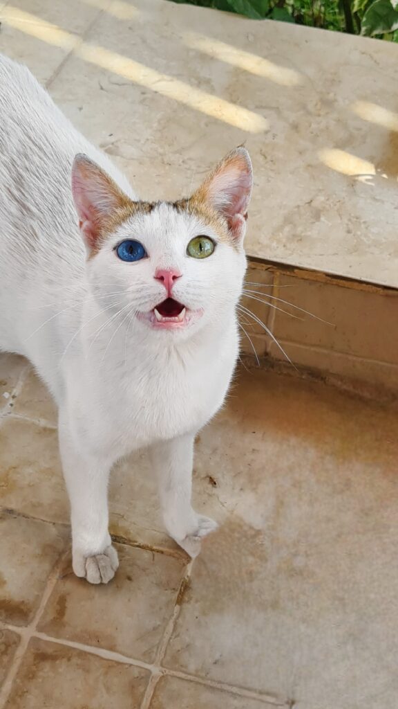 cat in Luxor Egypt