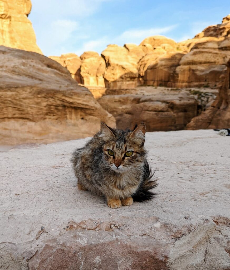 cat in Petra