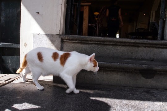 Pub cat Amsterdam Netherlands