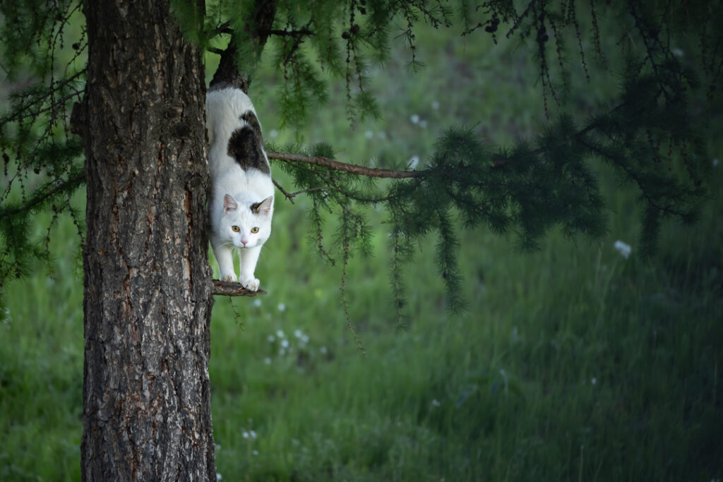 a cat descending a tree in Mongolia