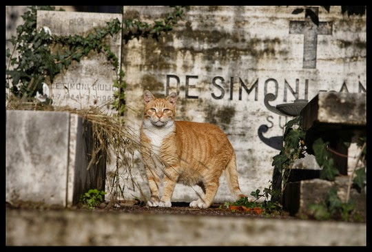 Rome Catholic Cemetery Campo Verano