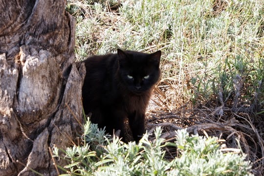 Spanish feral cats
