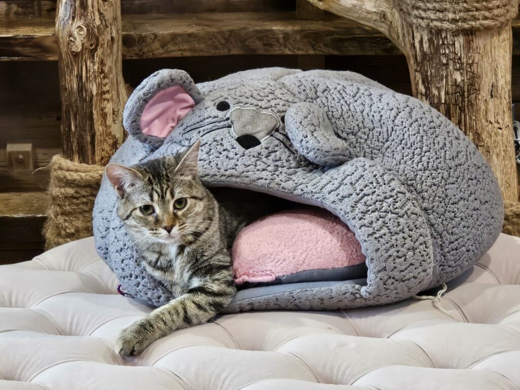 adoptable kitty from the New Hampshire cat cafe