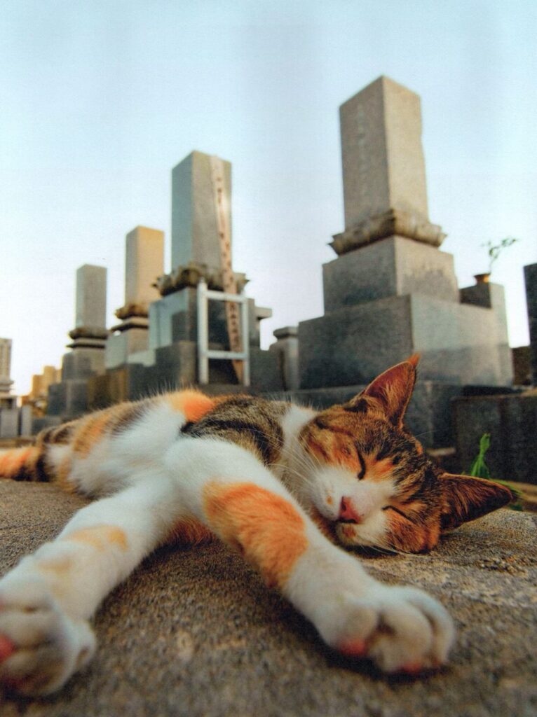 Aoshima cat