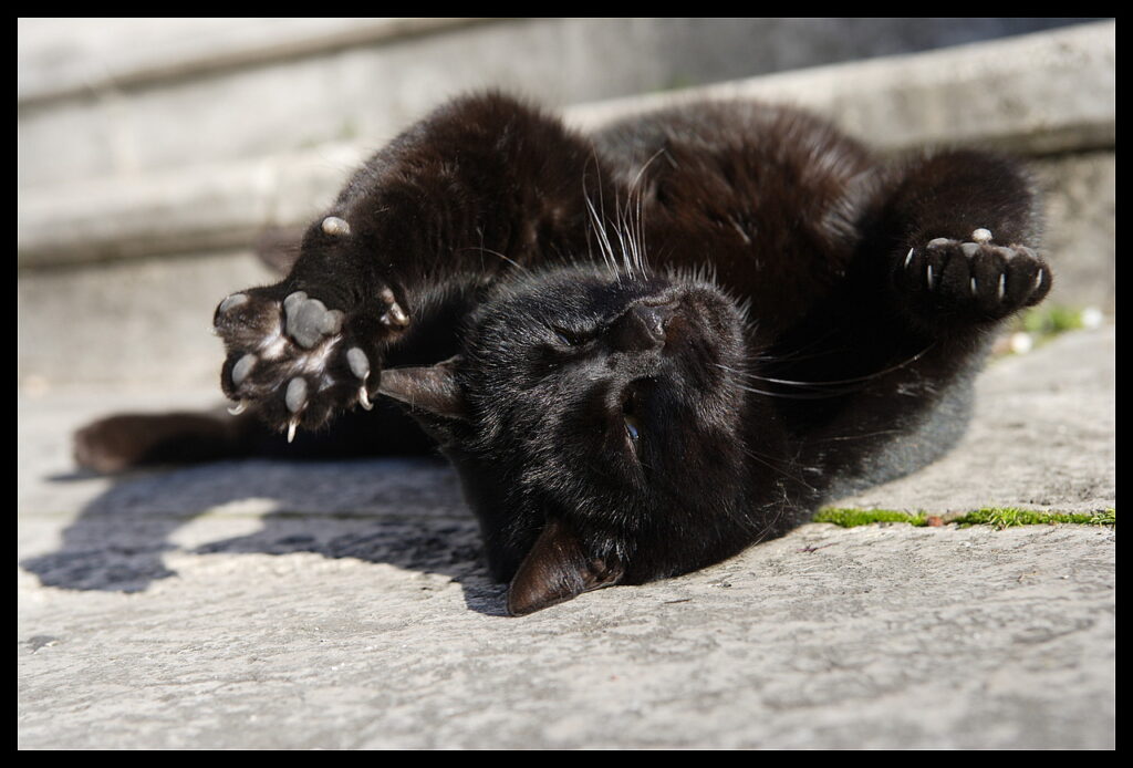 black cat at cemetery