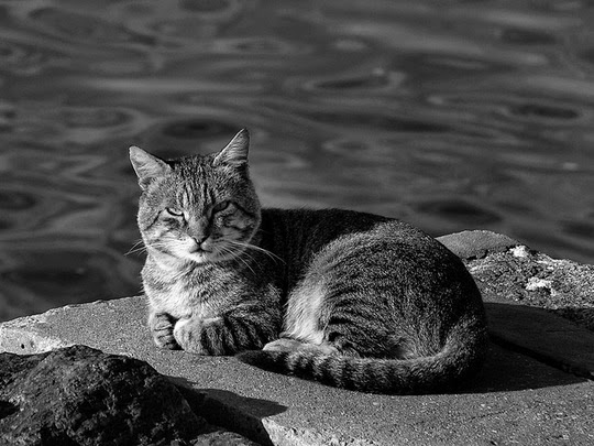 black and white cat pictures