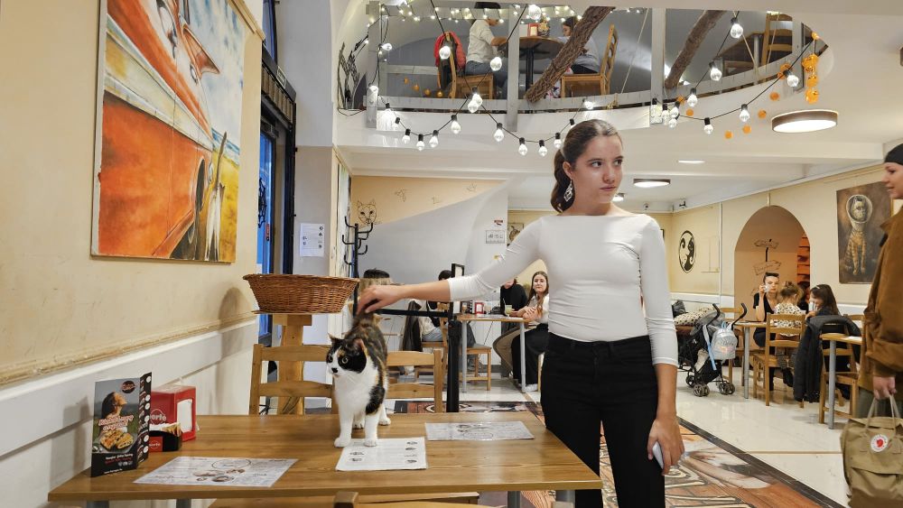 Cat Cafe Budapest
