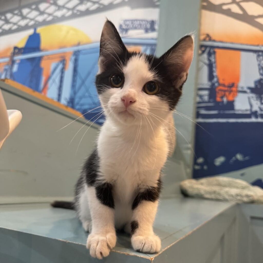 Purrfect Day Cat Cafe in Covington