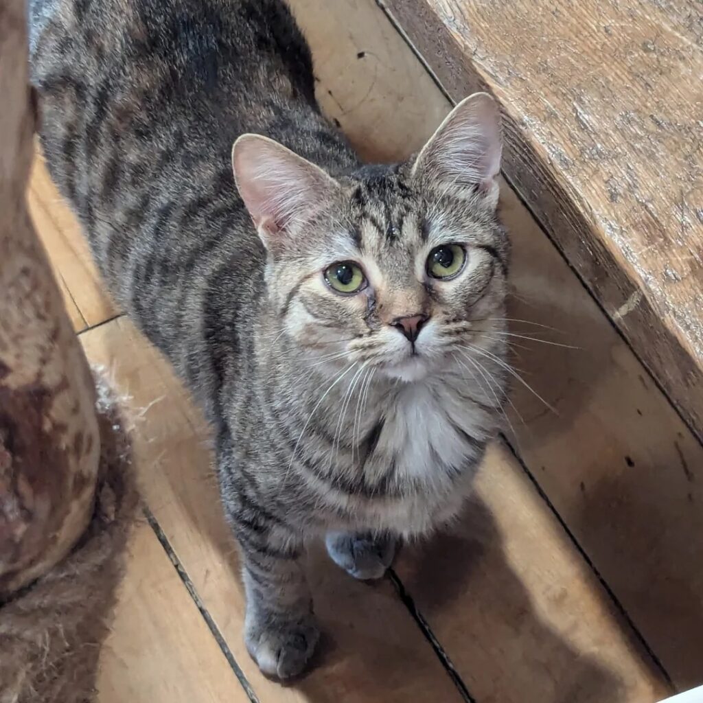 a tabby cat from The Tipsy Tabby cat cafe in New Hampshire