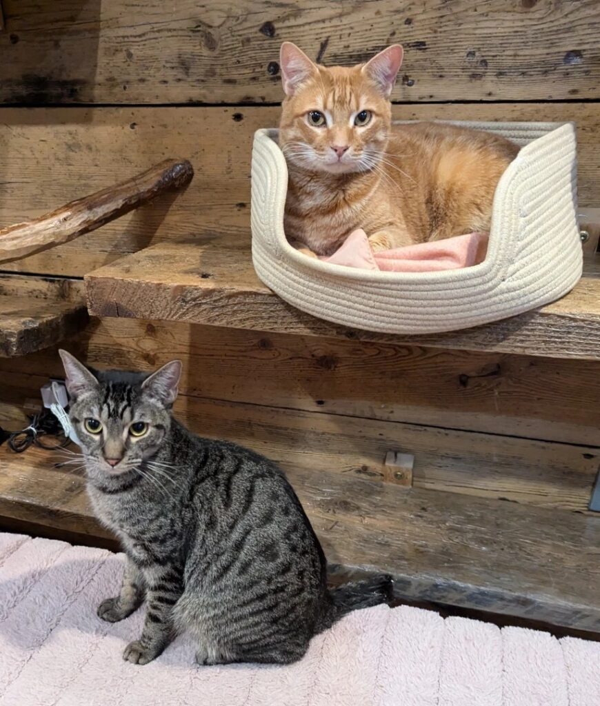 two cats at The Tipsy Tabby cat cafe in Newmarket