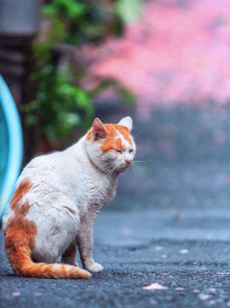 cat island