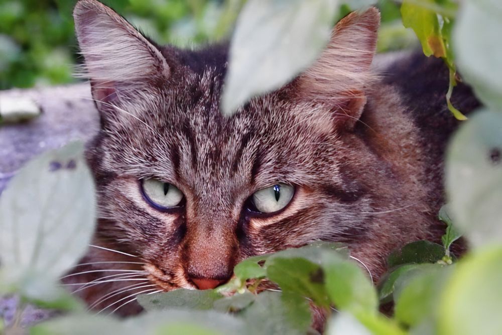 cat in close-up