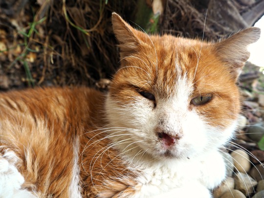 cat with nose problems