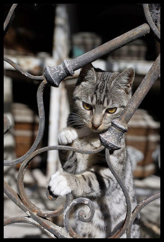 cats buenos aires recoleta