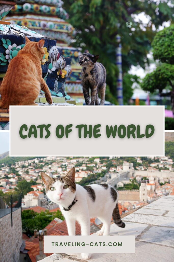 cats of the world