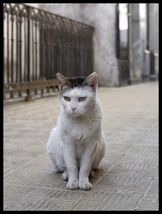 cats recoleta buenos aires