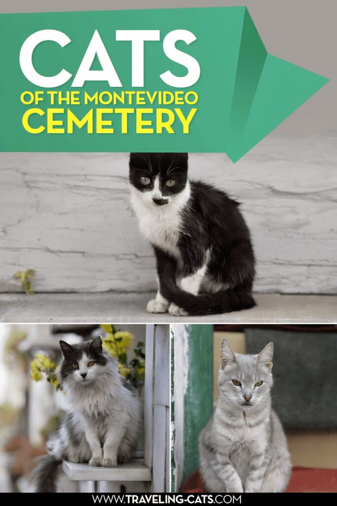 cementerio gatos